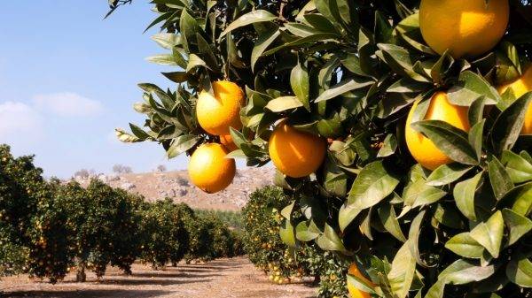 Good sun is one of the keys to a productive orange grove